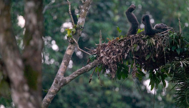 01-chimpanzee-nest-NationalGeographic_1227811