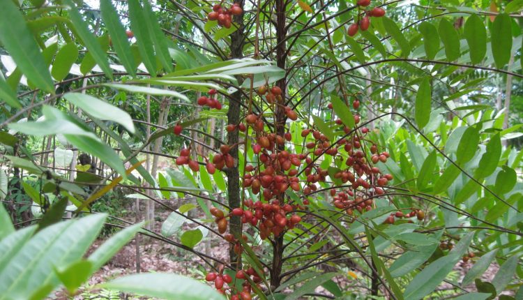 Pesona Keindahan Bukit Raya Kalimantan Barat.Foto 10