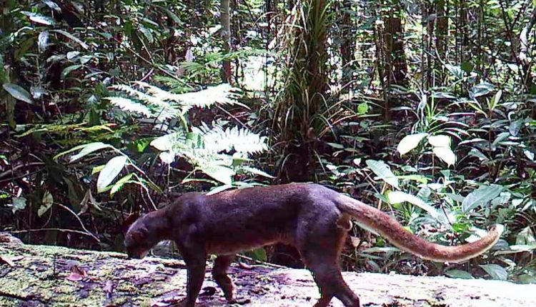 Pesona Keindahan Bukit Raya Kalimantan Barat.Foto 6